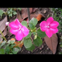 Impaciente - Impatiens hybride, cv Fanciful melange (fam Balsaminacees) (Tropical) (3)